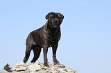 BULLMASTIFF 335